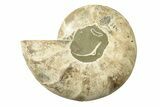 Cut & Polished Ammonite Fossil (Half) - Madagascar #270300-1